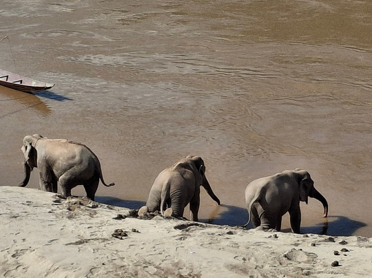 Mekong Elephant Park-北宾必去景点