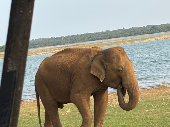 Udawalawe Safari Jeep With Guides-乌达瓦拉维国家公园必去景点