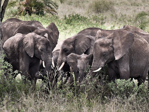 Tanganyika Expeditions-阿鲁沙必去景点