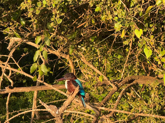 Spotting Trails-雅拉国家公园必去景点