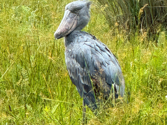 Mabamba Shoebill Uganda-恩德培必去景点