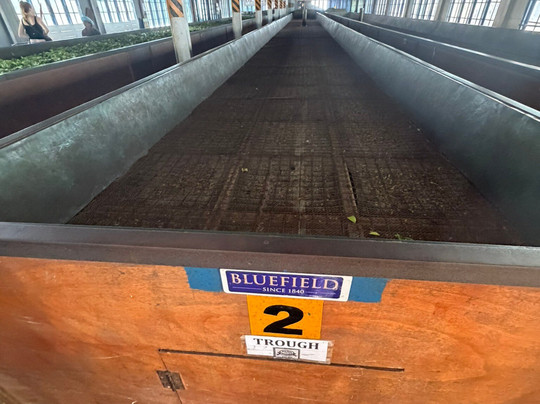 Blue Field Tea Factory-拉马伯达必去景点