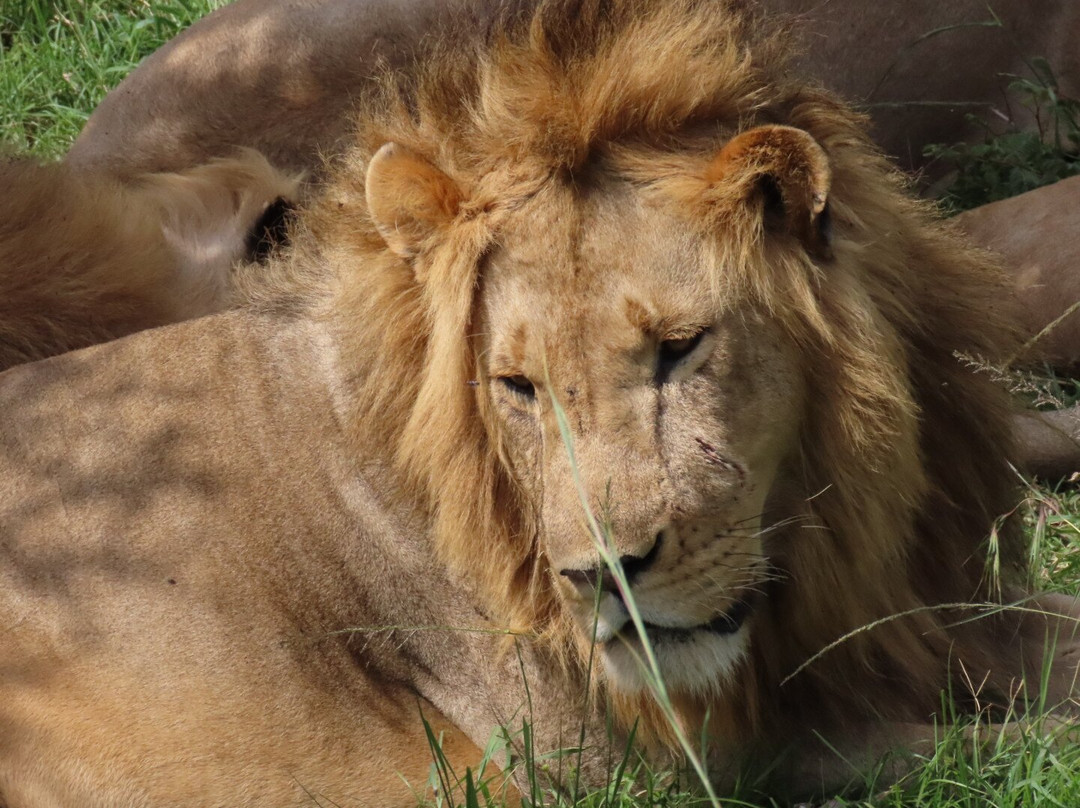 Imara Africa Safaris-内罗毕必去景点