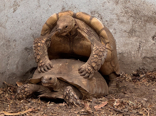 The Gambian Reptiles Farm-Kartong必去景点