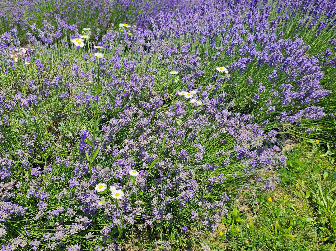 Purple Hill Lavender-Creemore必去景点