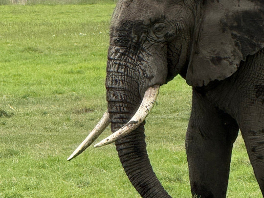 Pipit Safari-阿鲁沙必去景点