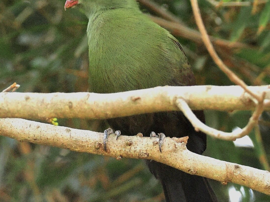 Gambian Bird Guide Ansuman Drammeh -  Best Boy Tours-塞瑞库达必去景点