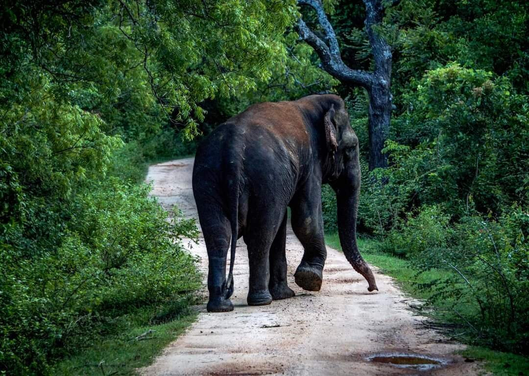 Wild vibe Lanka safari-哈巴拉娜必去景点