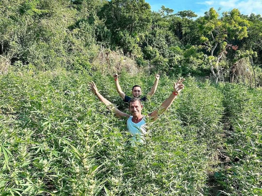 Wabba's Weed Adventure-Brighton District必去景点