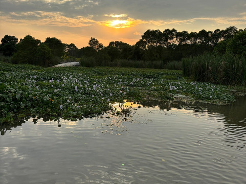 Kalametiya Lagoon Bird Sanctuary & Wetland Park-唐卡拉必去景点