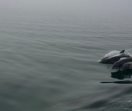 Miss Virginia Deep Sea Fishing-里奇港必去景点