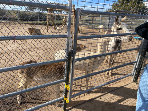 Forever Wild Exotic Animal Sanctuary-Phelan必去景点