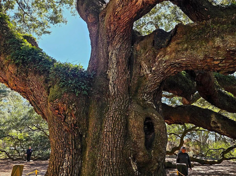 Angel Oak Tree-Johns Island必去景点
