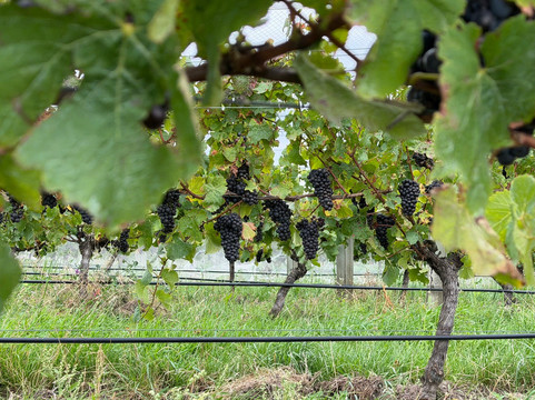 Dog Point Vineyard-伦威克必去景点