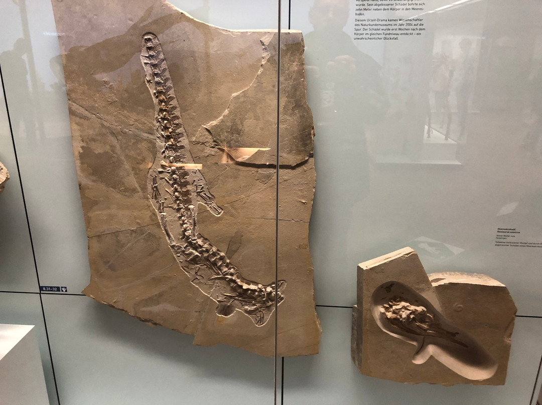 Naturkunde Museum Stuttgart-斯图加特必去景点