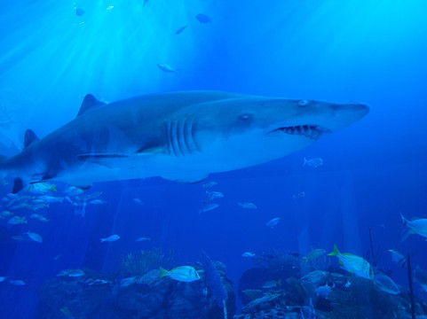 Mote Marine Laboratory & Aquarium-萨拉索塔必去景点