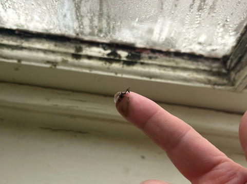 林肯郡波士顿白鹿酒店主图