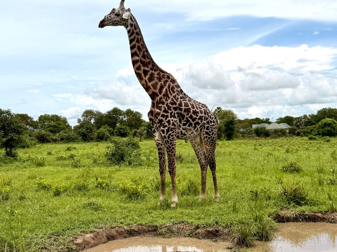 Nesa Africa Safaris Limited-Dar es Salaam必去景点