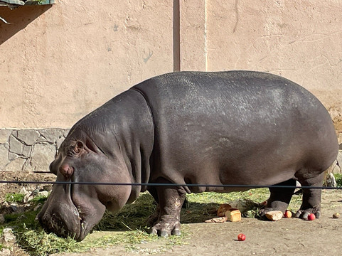 Skopje ZOO-斯科普里必去景点