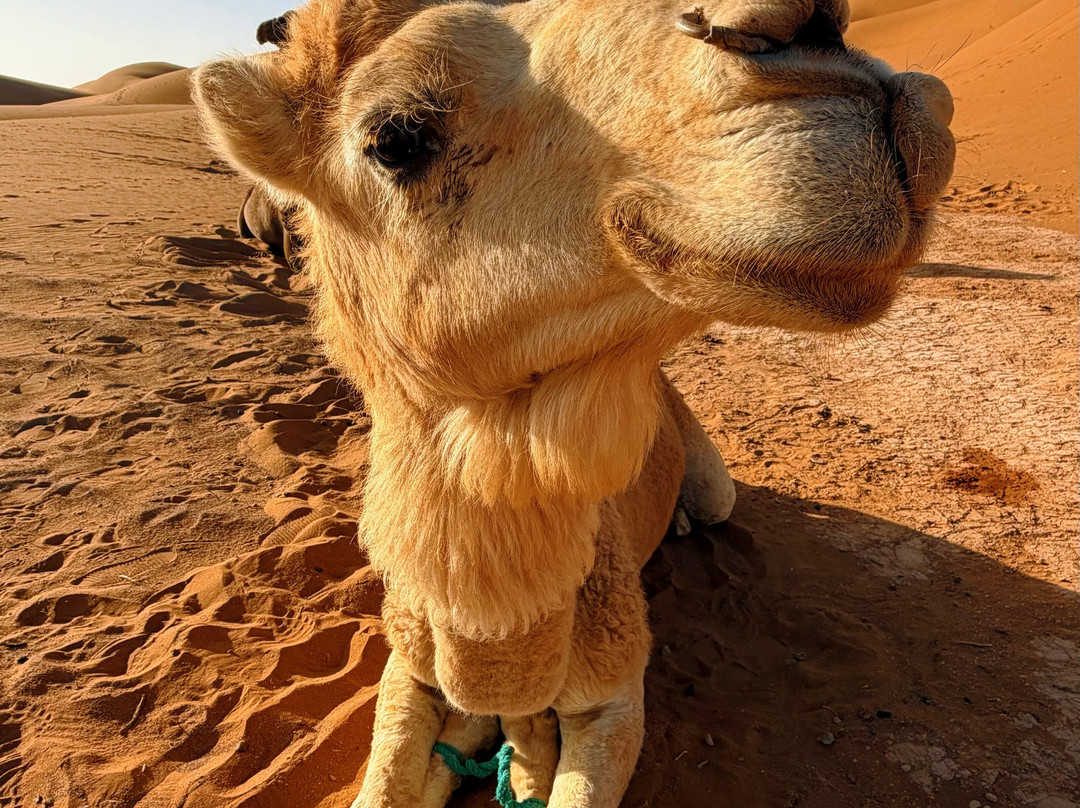 Sahara mystery-迈哈米德必去景点