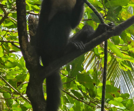 Monkey Mangrove Tour-克波斯必去景点
