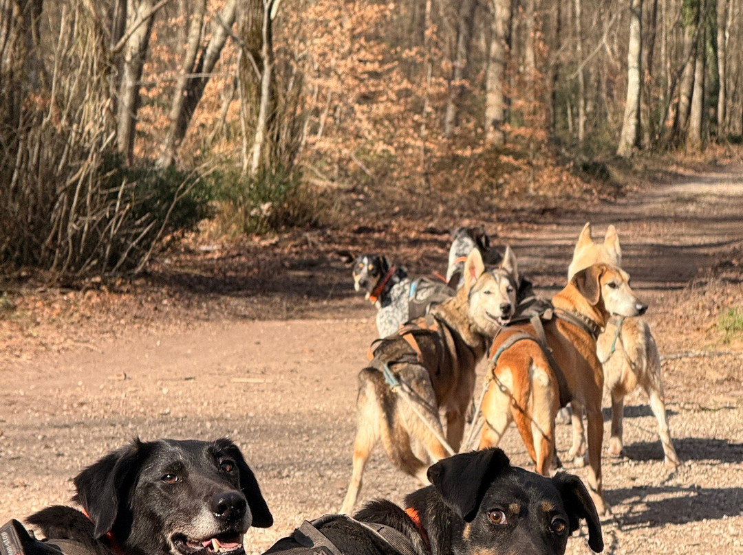 Evasion Canine-枫丹白露必去景点