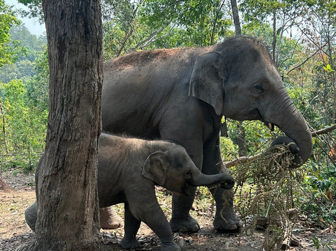 Blue Daily Elephant Care Sanctuary-清迈必去景点