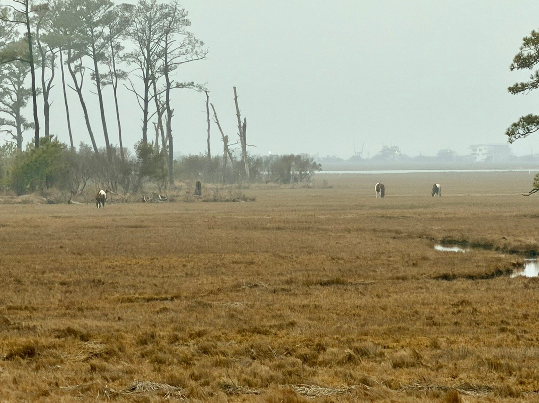 Chincoteague National Wildlife Refuge-钦科蒂格岛必去景点