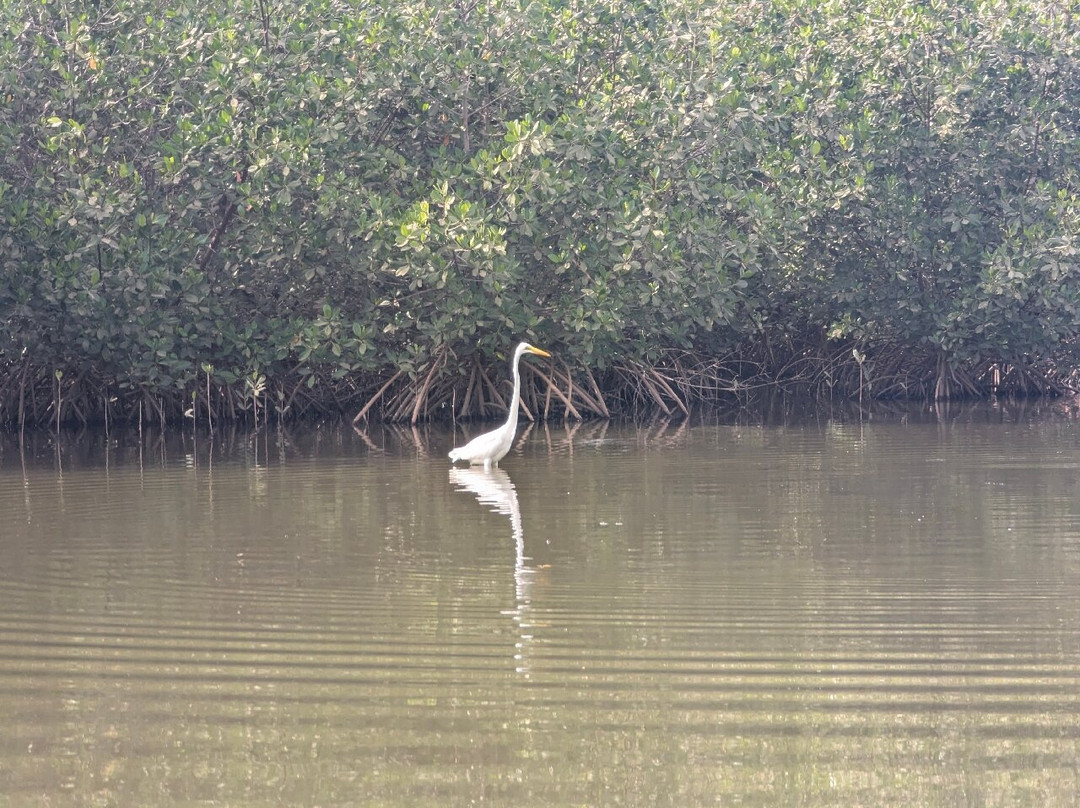 Kotu Bridge (Bird watching)