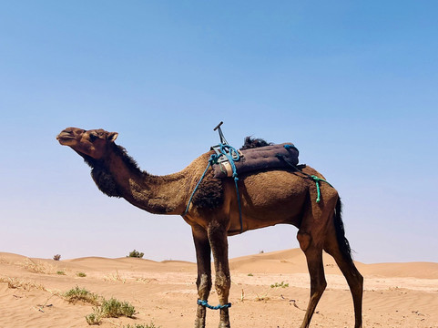 Sahara Steps-扎古拉必去景点