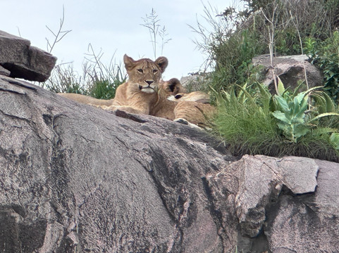 Lion King Adventures-阿鲁沙必去景点
