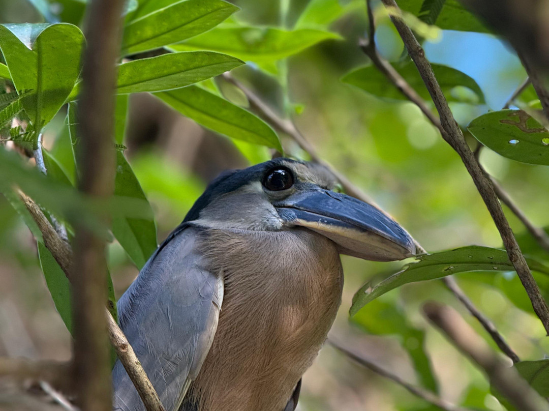 Harpy Eagle Tortuguero-托图杰多必去景点
