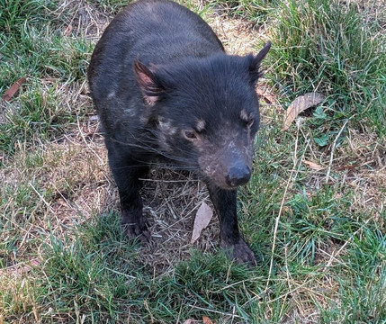 Trowunna Wildlife Sanctuary-茉莉溪必去景点