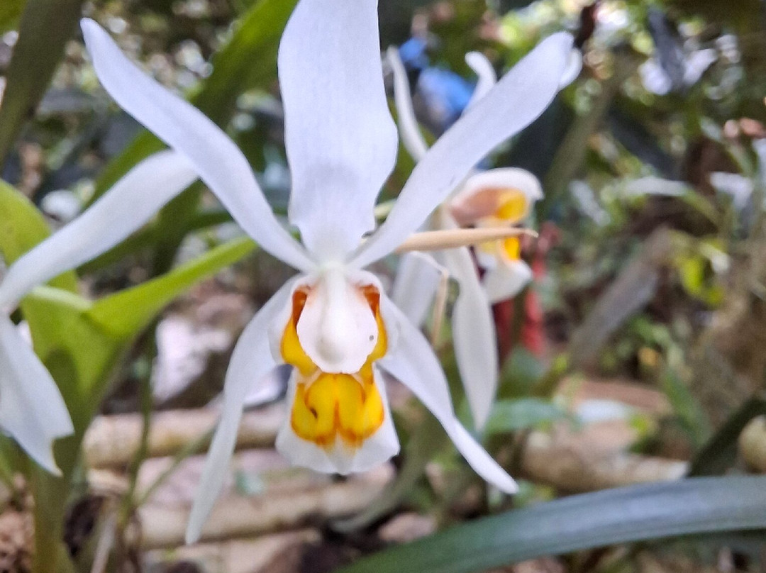 Monteverde Orchid Garden-圣埃伦娜必去景点