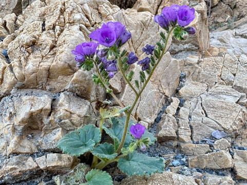 Mosaic Canyon-死亡谷国家公园必去景点
