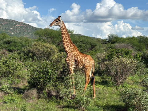 Africa Safari Trips-内罗毕必去景点