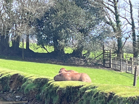 Dartmoor Zoological Society-Sparkwell必去景点