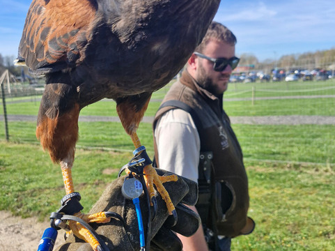 Millets Farm Falconry Centre-弗里福德希斯必去景点