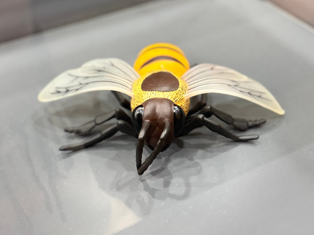 Bee Museum-诺帕克特斯必去景点