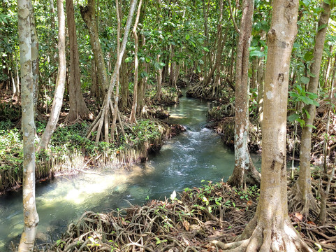Thapom Klong Song Nam-甲米府必去景点