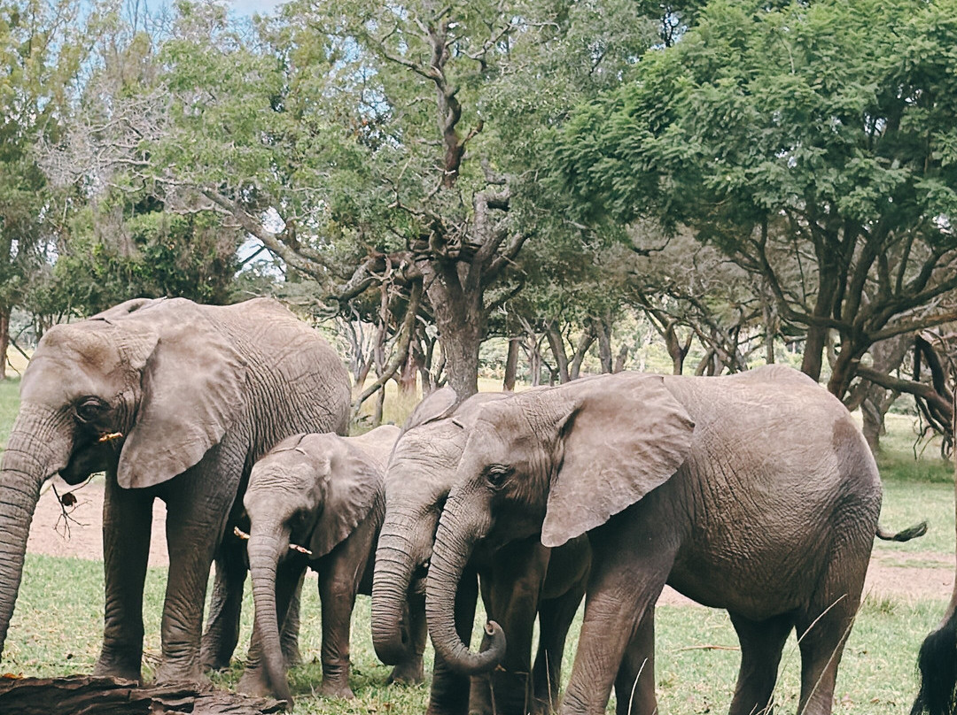 Wild Is Life-哈拉雷必去景点