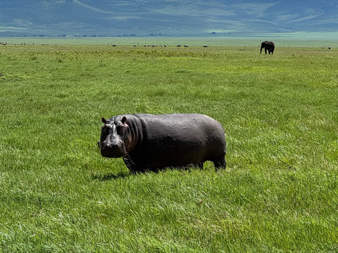 Meijo Safaris-阿鲁沙区必去景点