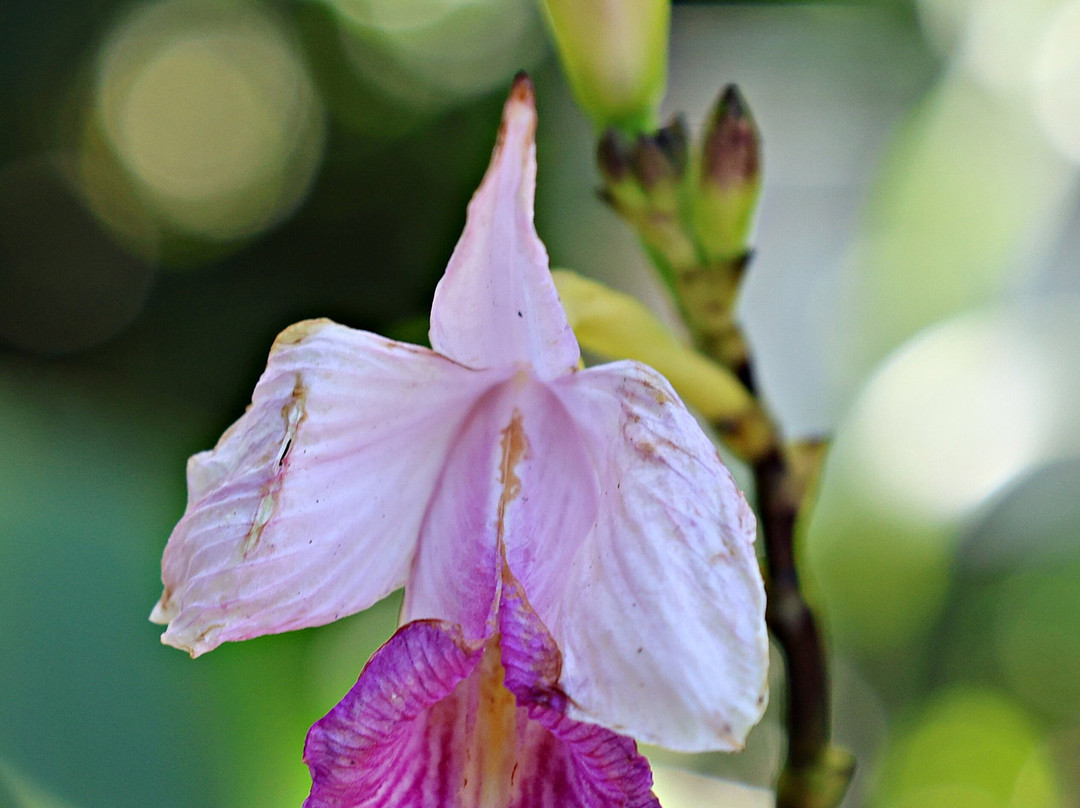 Monteverde Orchid Garden-圣埃伦娜必去景点
