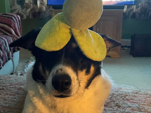 埃克斯穆尔狮子酒店主图