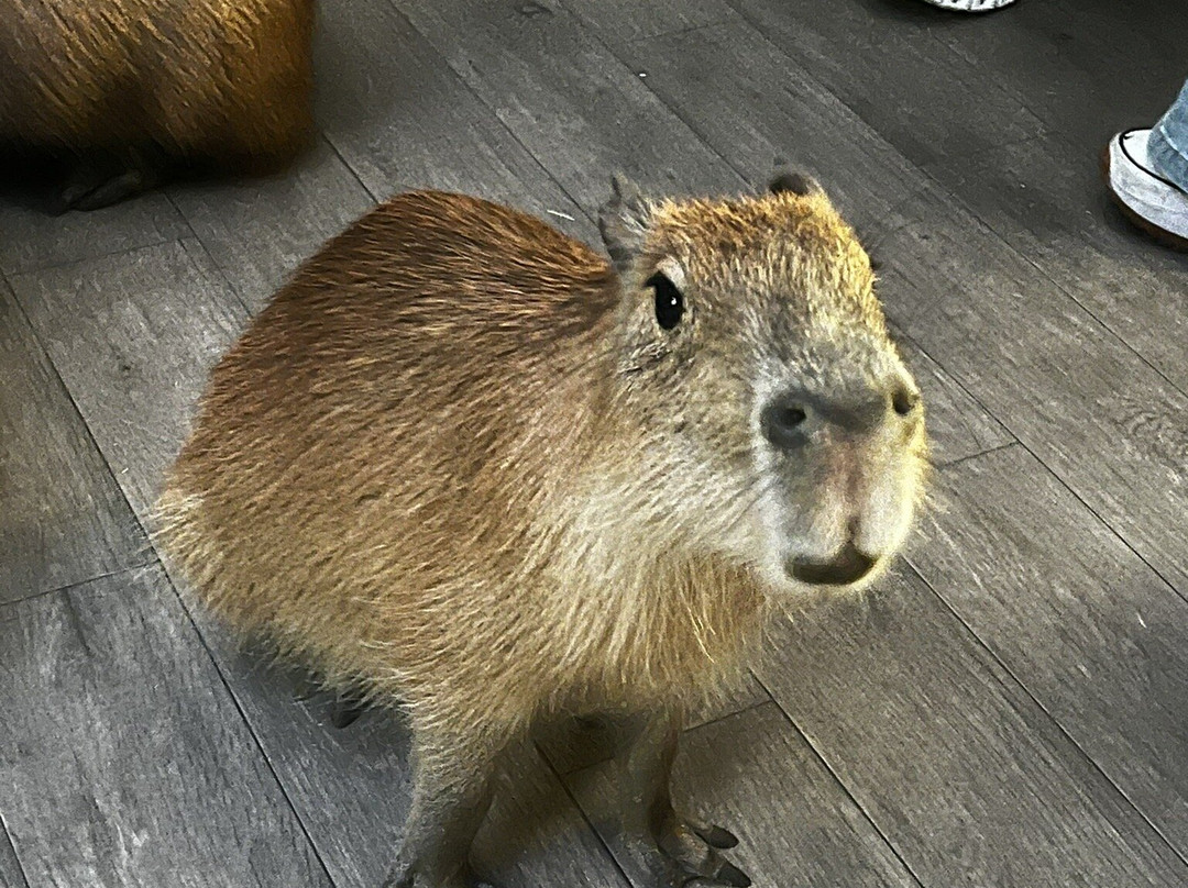 Capybara Cafe-Saint Augustine Beach必去景点