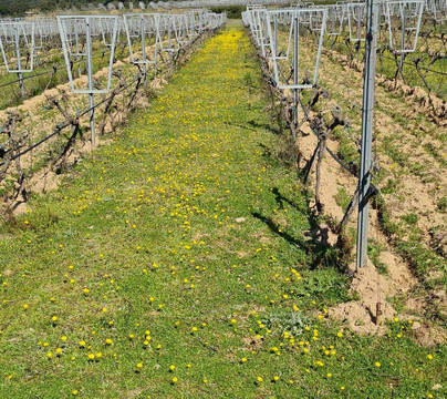 Vinyes d'Olivardots-Capmany必去景点