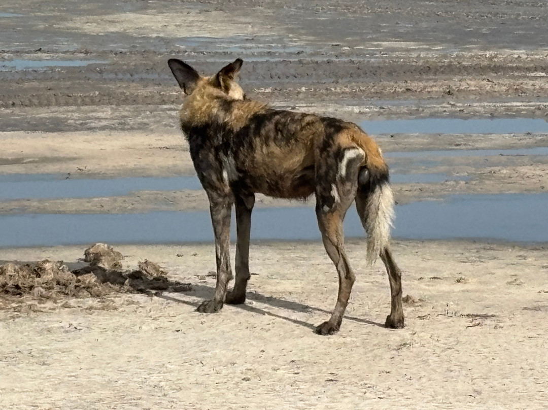 Gamewatchers Safaris-内罗毕必去景点