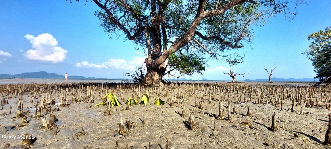 Mook Tamarind Resort-官方