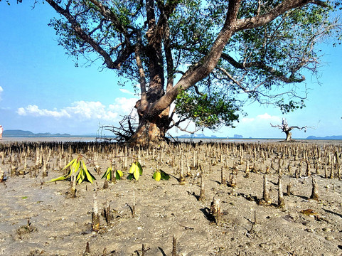 Mook Tamarind Resort主图