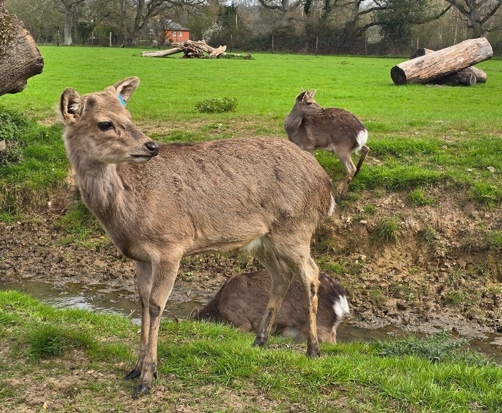 Sky Park Farm-West Harting必去景点